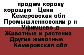 продам корову хорошую › Цена ­ 45 000 - Кемеровская обл., Промышленновский р-н, Уфимцево д. Животные и растения » Другие животные   . Кемеровская обл.